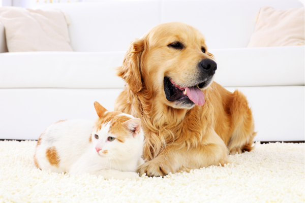 Cachorro da raça Golden Retriever e gatinho branco deitados juntos em um tapete